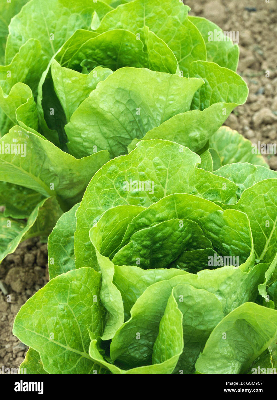 Lettuce - `Paris White' - (Cos) VEG104346 Stock Photo - Alamy